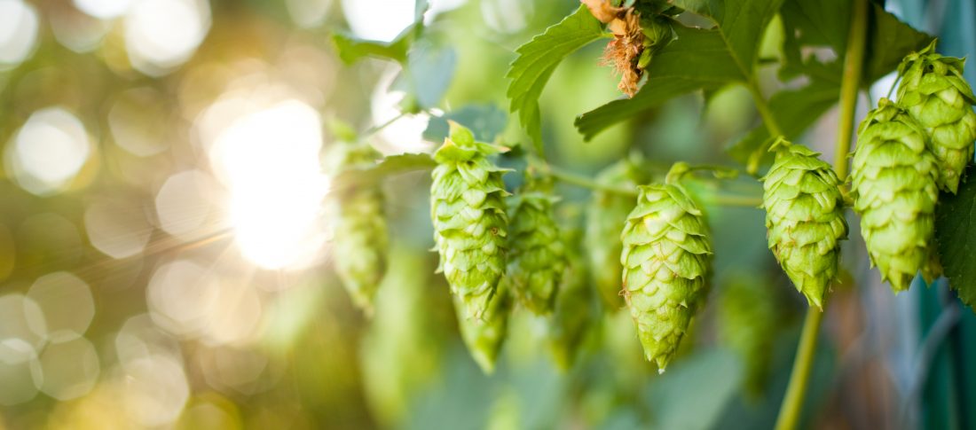 Ripe summer hops good for making beer from.